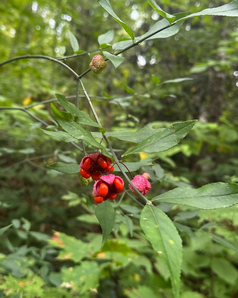 Try Running Strawberry Bush Under Trees