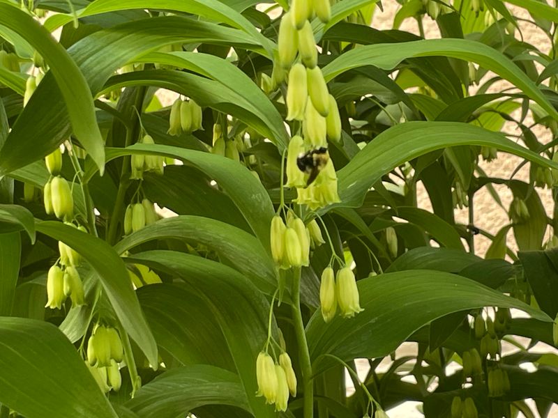 Try Solomon's Seal For Arching Height