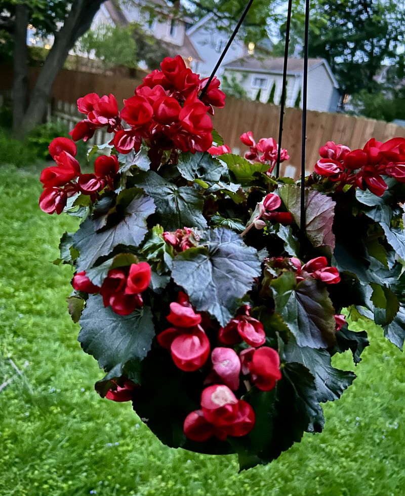 Try Tuberous Begonias Away From Hot Sun