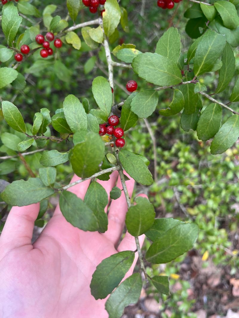 Try Yaupon Holly For A Smaller Evergreen Try Yaupon Holly For A Smaller Evergreen
