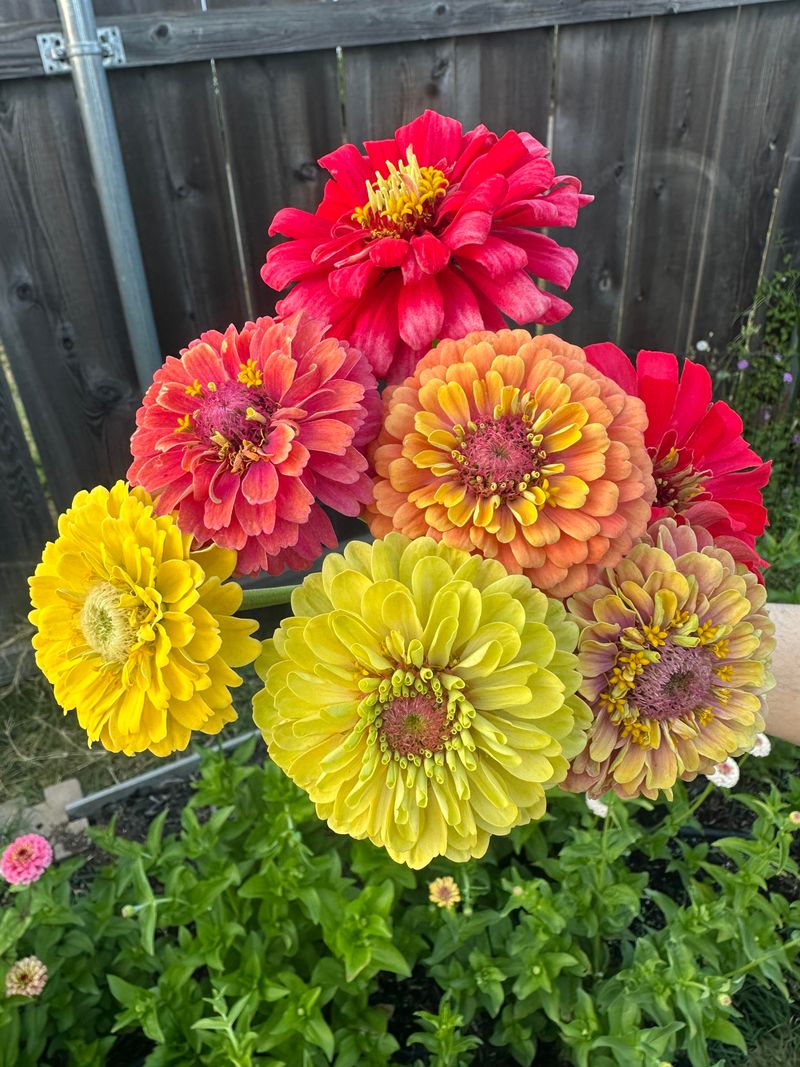 Try Zinnias In Roomy Containers
