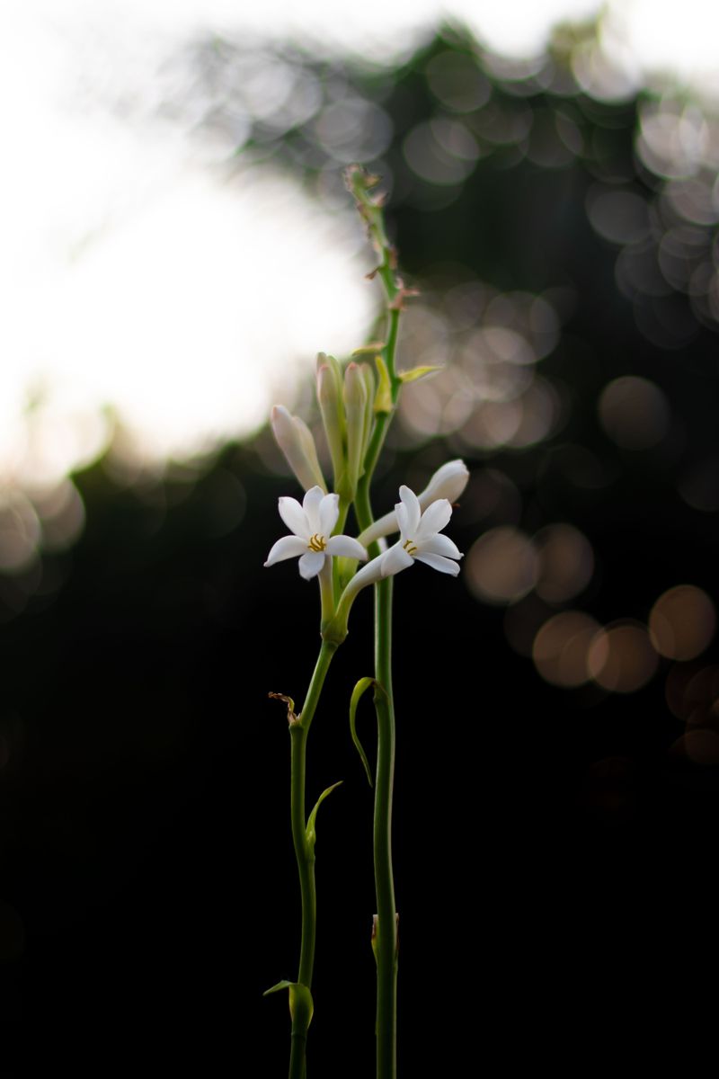 Tuberose Tuberose