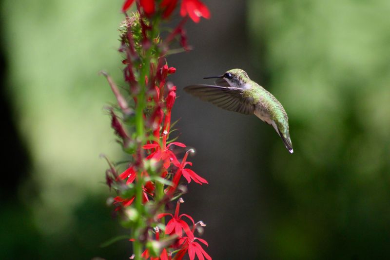 Tubular Blooms Give Hummingbirds A Reliable Summer Stop Tubular Blooms Give Hummingbirds A Reliable Summer Stop