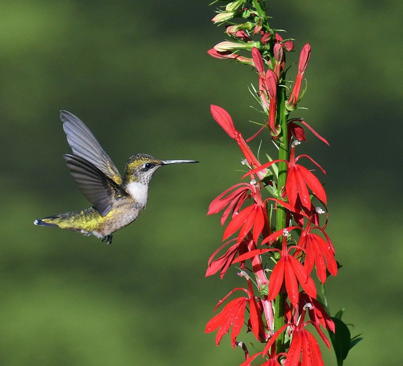 Tubular Flowers Give Visiting Birds Easy Access To Nectar Tubular Flowers Give Visiting Birds Easy Access To Nectar