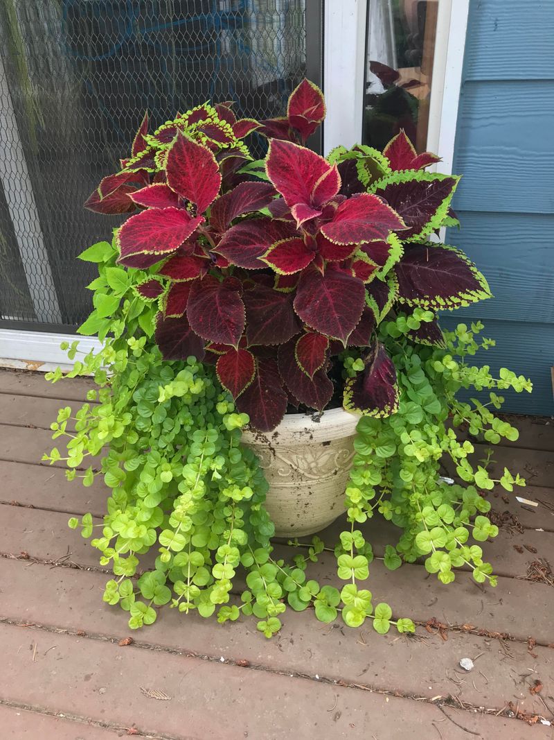 Tuck Coleus Under A Covered Porch Tuck Coleus Under A Covered Porch