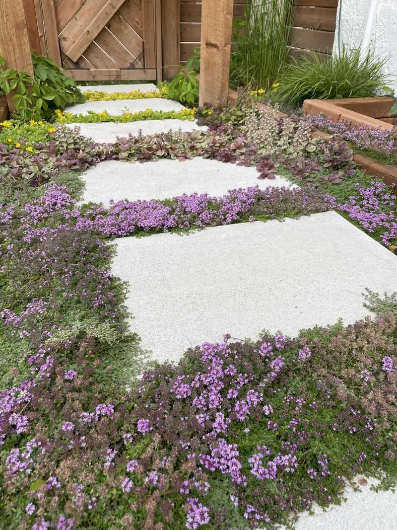 Tuck Creeping Thyme Into Stepped Paths