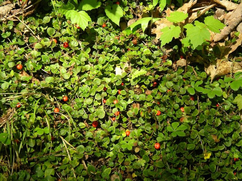 Tuck Partridgeberry Beneath Trees And Shrubs Tuck Partridgeberry Beneath Trees And Shrubs