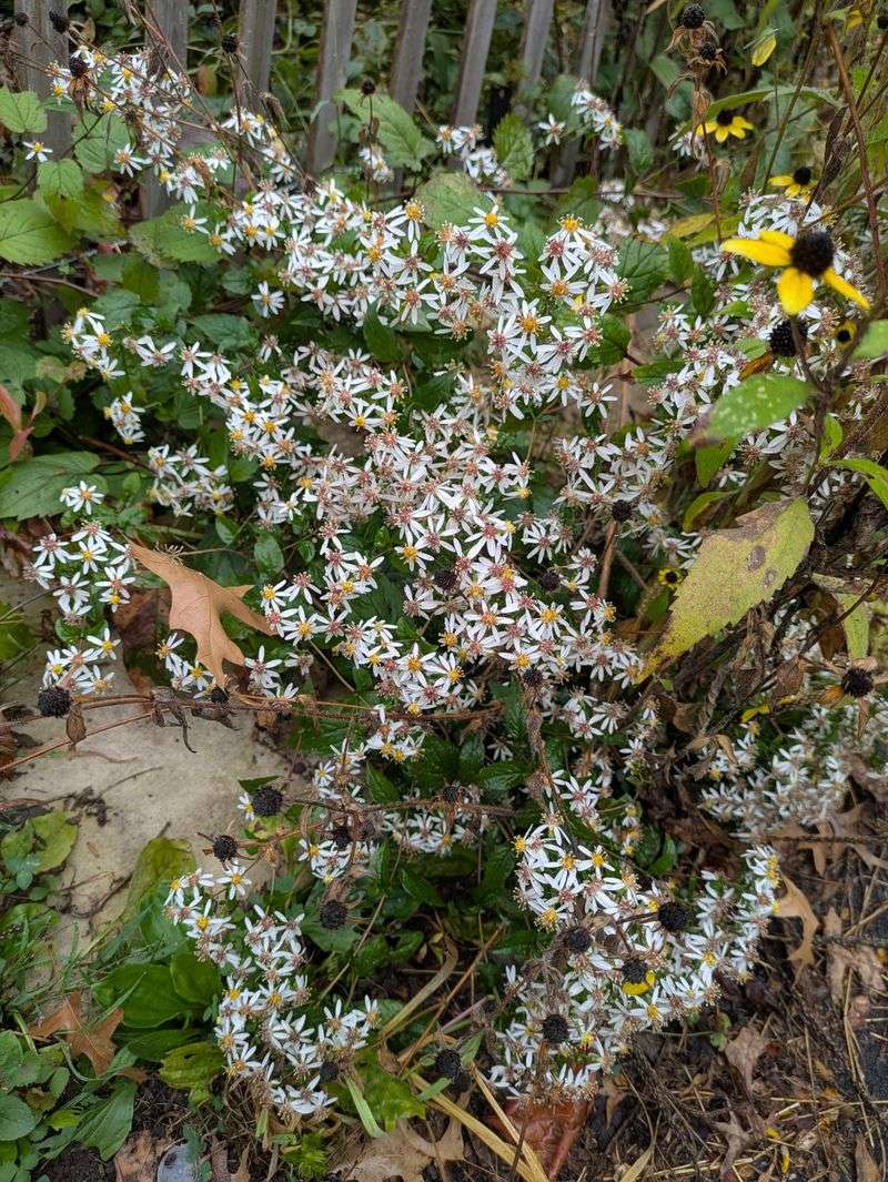 Tuck White Wood Aster Into Dry Rocky Shade Tuck White Wood Aster Into Dry Rocky Shade