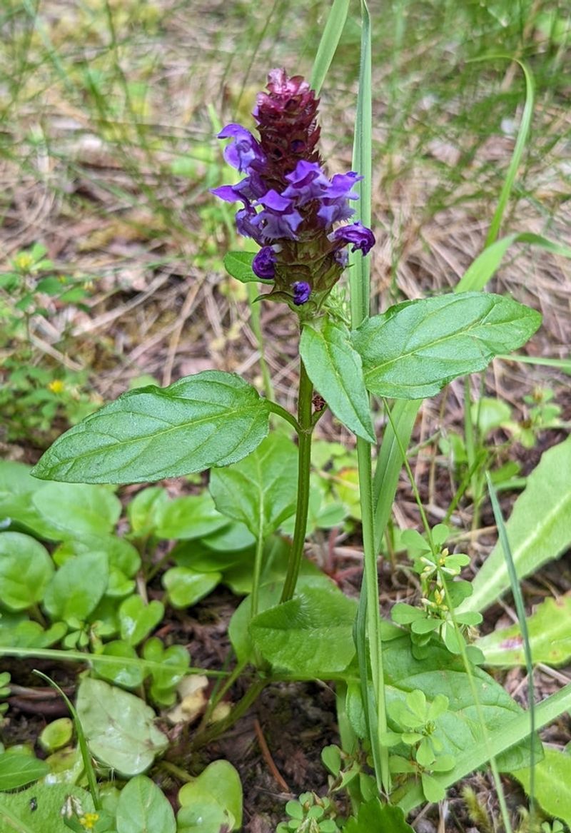 Tucking In Self-Heal Along The Front Edge