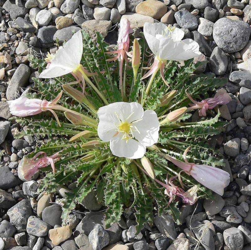 Tufted Evening Primrose Opens White Flowers At Night Tufted Evening Primrose Opens White Flowers At Night