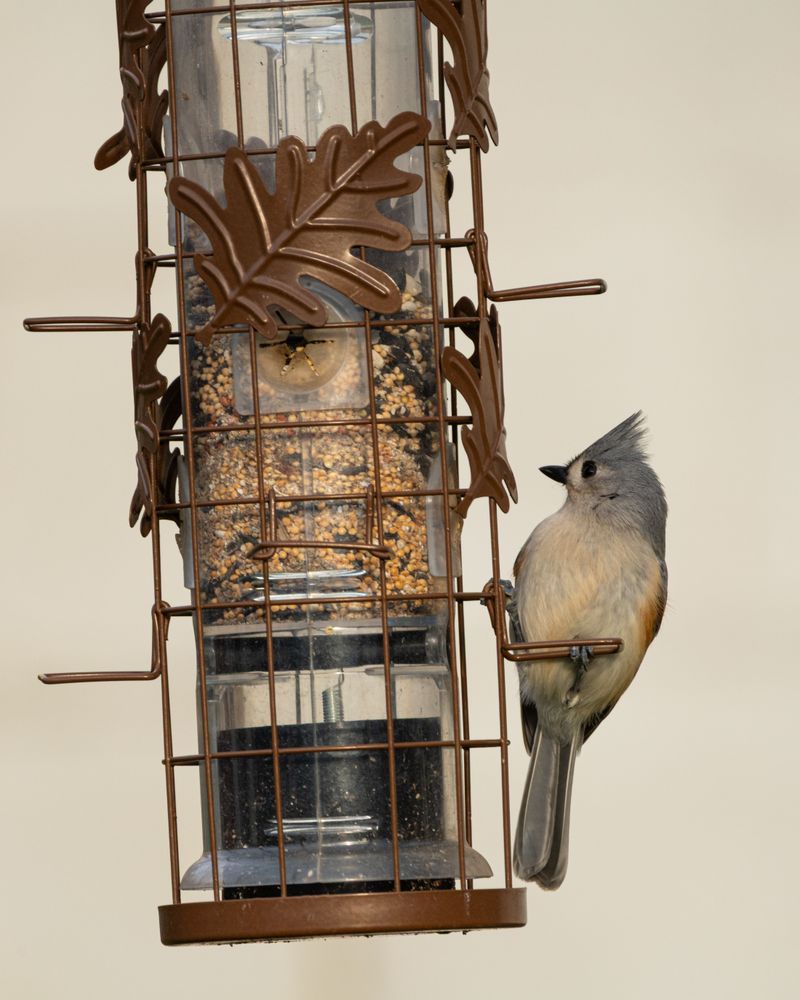 Tufted Titmice