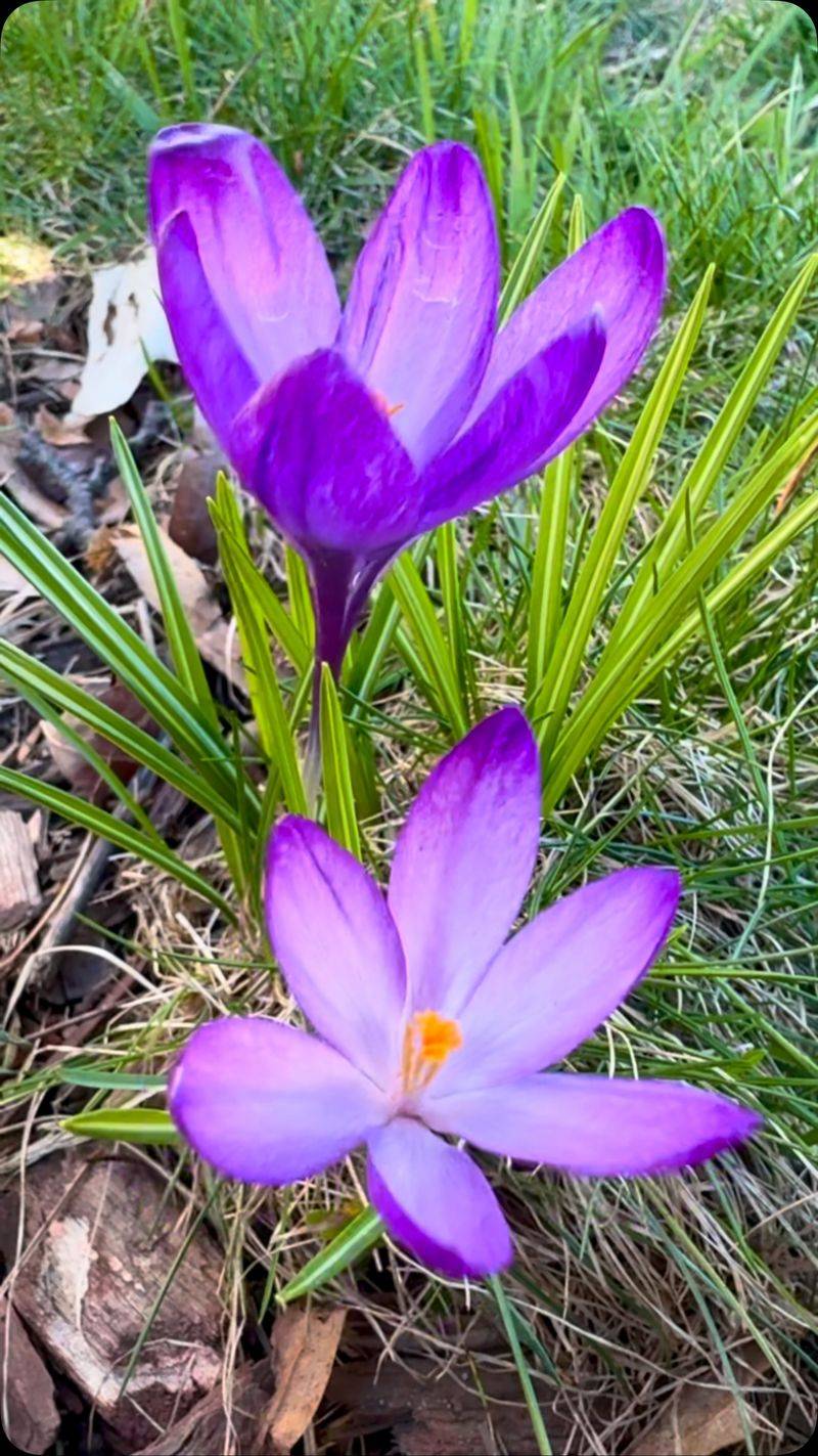 Tulips And Crocus Lose Buds Before They Open
