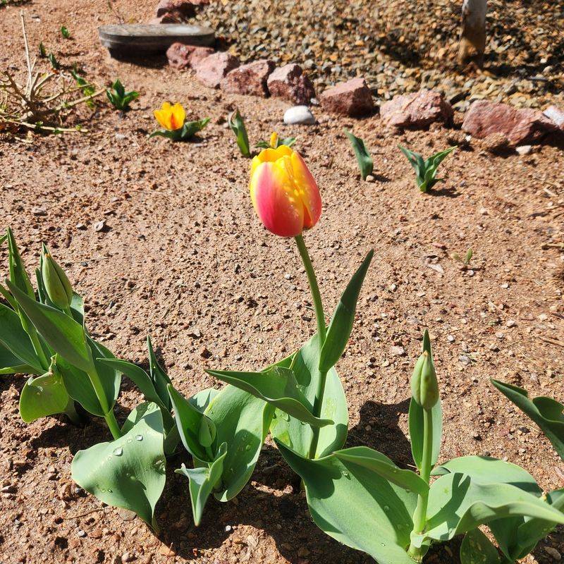 Tulips Bring Classic Color From Fall-Planted Bulbs