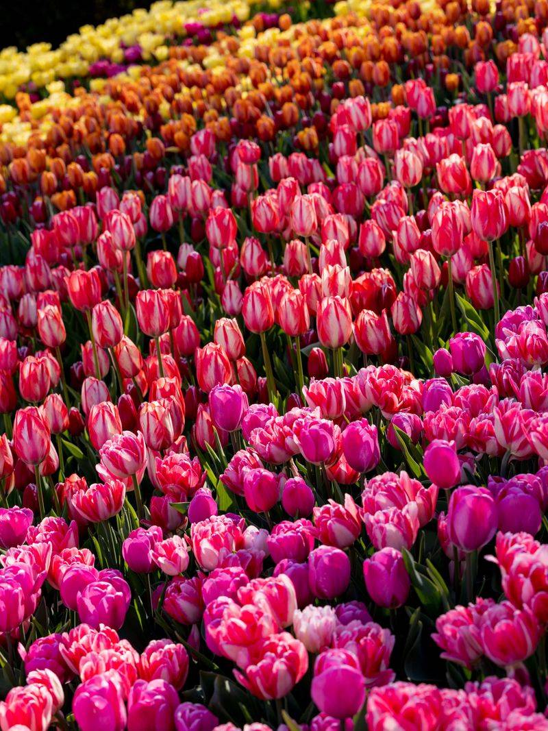 Tulips Bring The Big Color Tulips Bring The Big Color