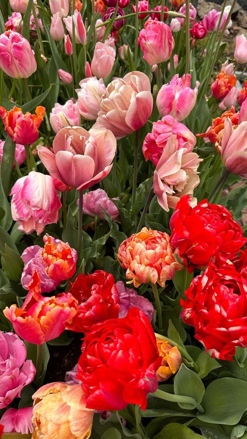 Tulips Create A Showy Display