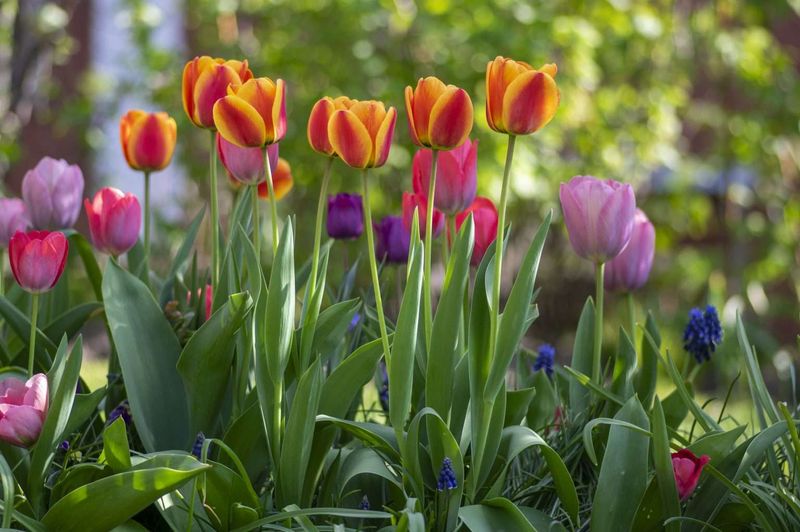 Tulips Need More Planning Than Most Gardeners Expect