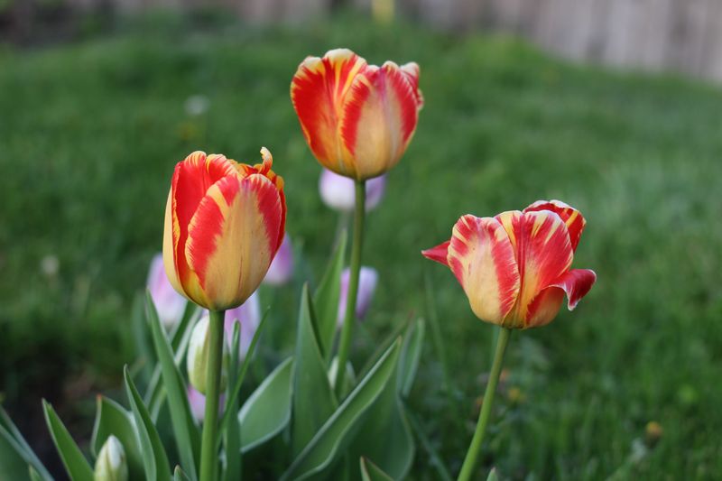 Tulips Tulips