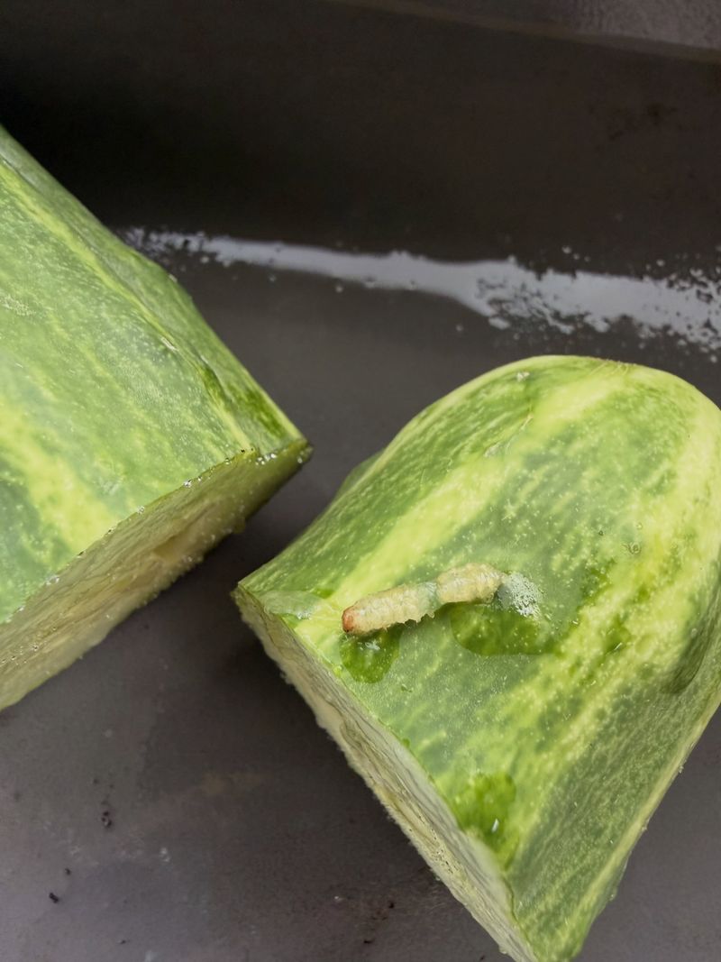 Tunneling Damage Revealed Inside The Fruit