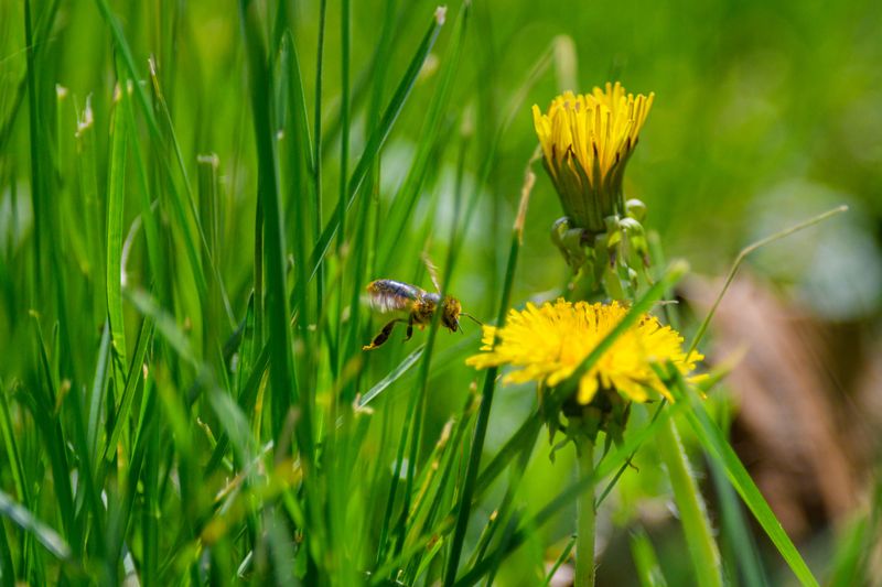 Turf Grass Offers Minimal Pollinator Food