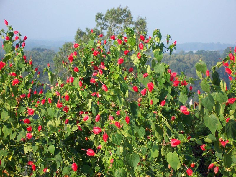 Turk's Cap