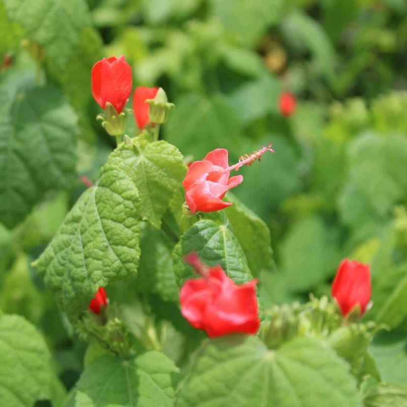 Turk's Cap Hibiscus Loves Hot Summer Weather