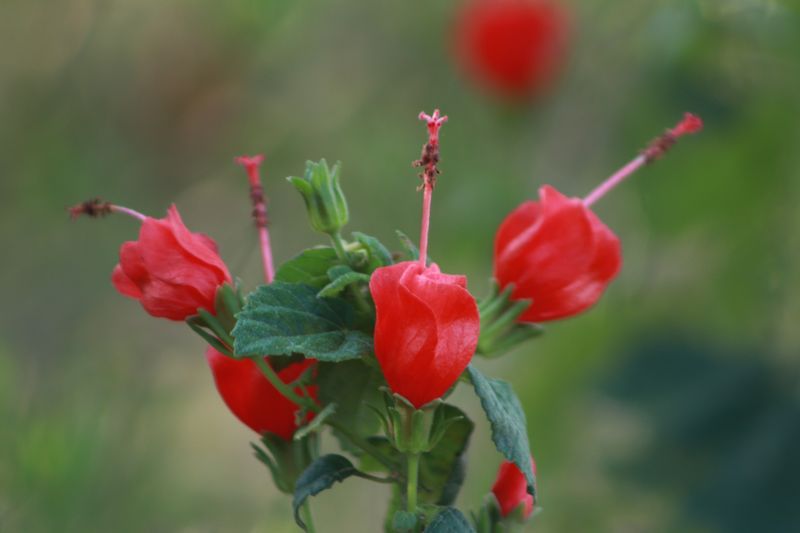 Turk's Cap Turk's Cap