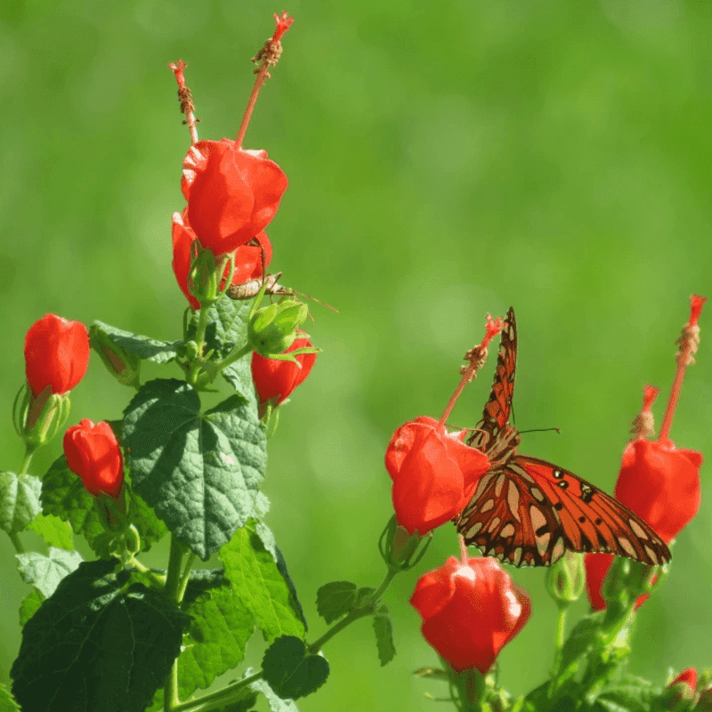 Turk's Cap Turk's Cap