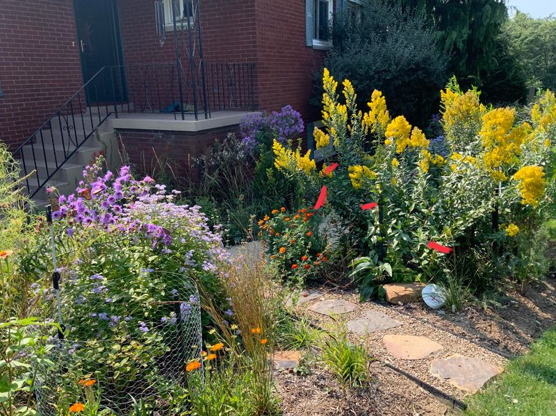 Turn A Strip Of Lawn Into A Native Planting Bed Turn A Strip Of Lawn Into A Native Planting Bed