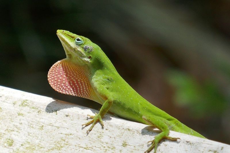 Turn Bare Lawn Into A Green Anole Hangout