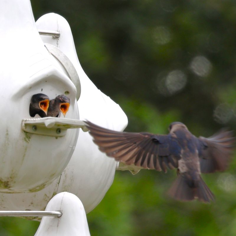 Turn Flying Insects Into A Backyard Food Supply Turn Flying Insects Into A Backyard Food Supply