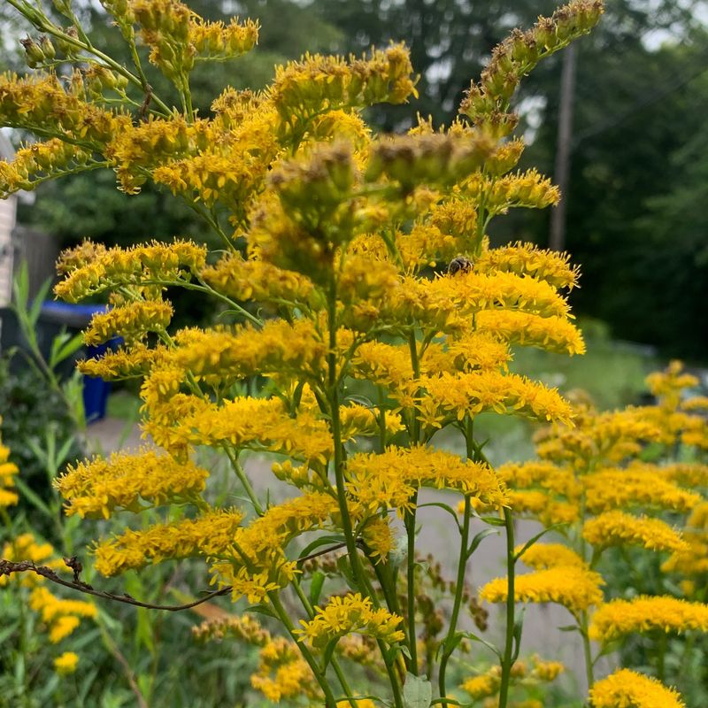 Turn Goldenrod Blooms Into A Pollinator Friendly Garden Feature