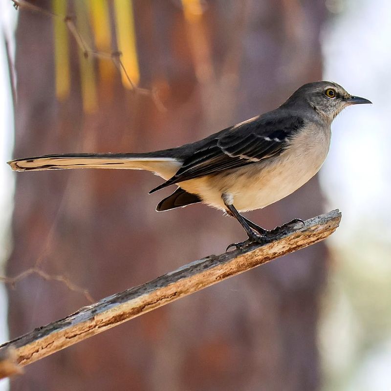 Turn One Mockingbird Into A Better Habitat Sign Turn One Mockingbird Into A Better Habitat Sign