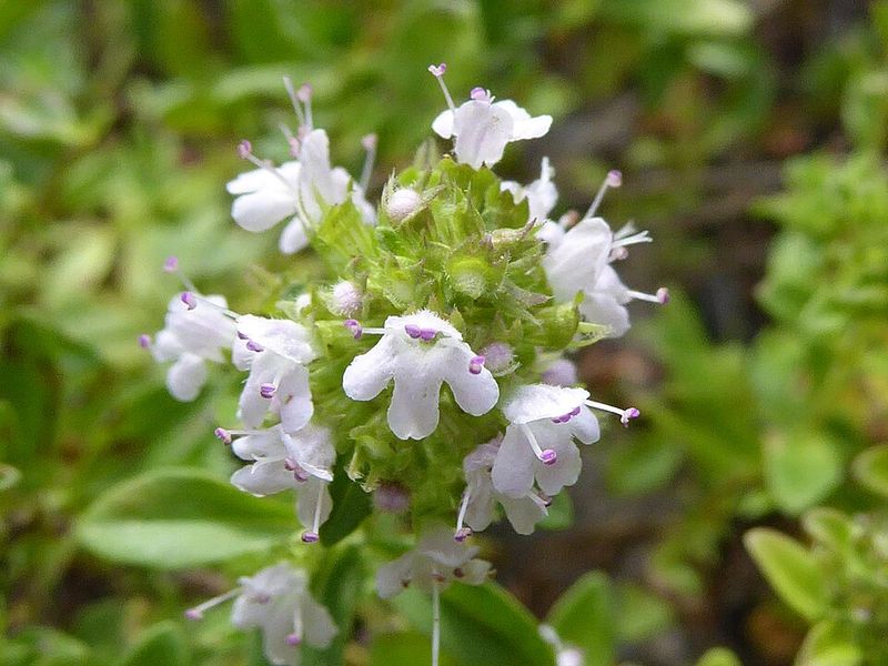 Turn Thyme Into A Tailored Cascading Edge