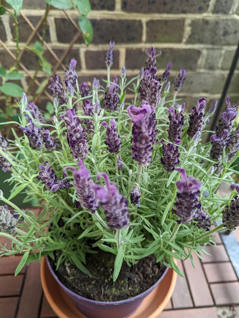 Turning Small Patios Into Fragrant Retreats Turning Small Patios Into Fragrant Retreats