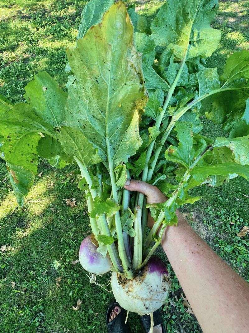 Turnip Greens