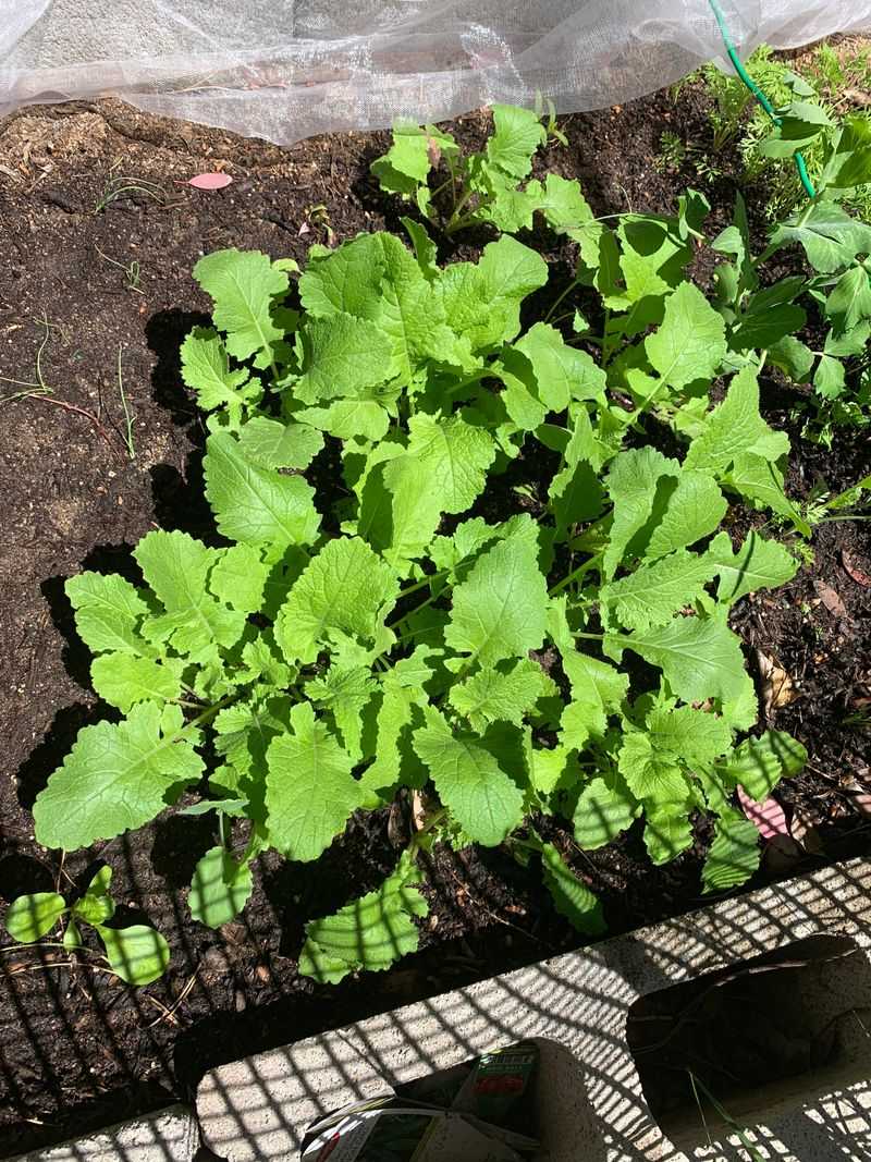 Turnip Greens