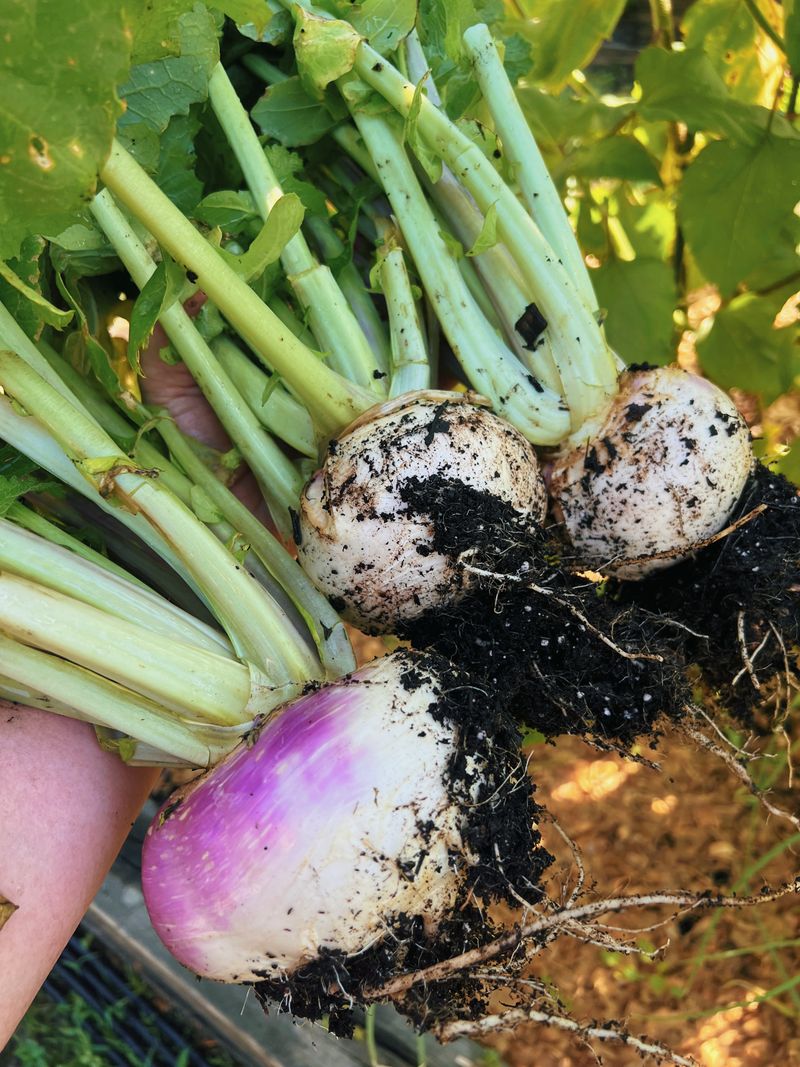 Turnip Tops Are Ready Before The Roots