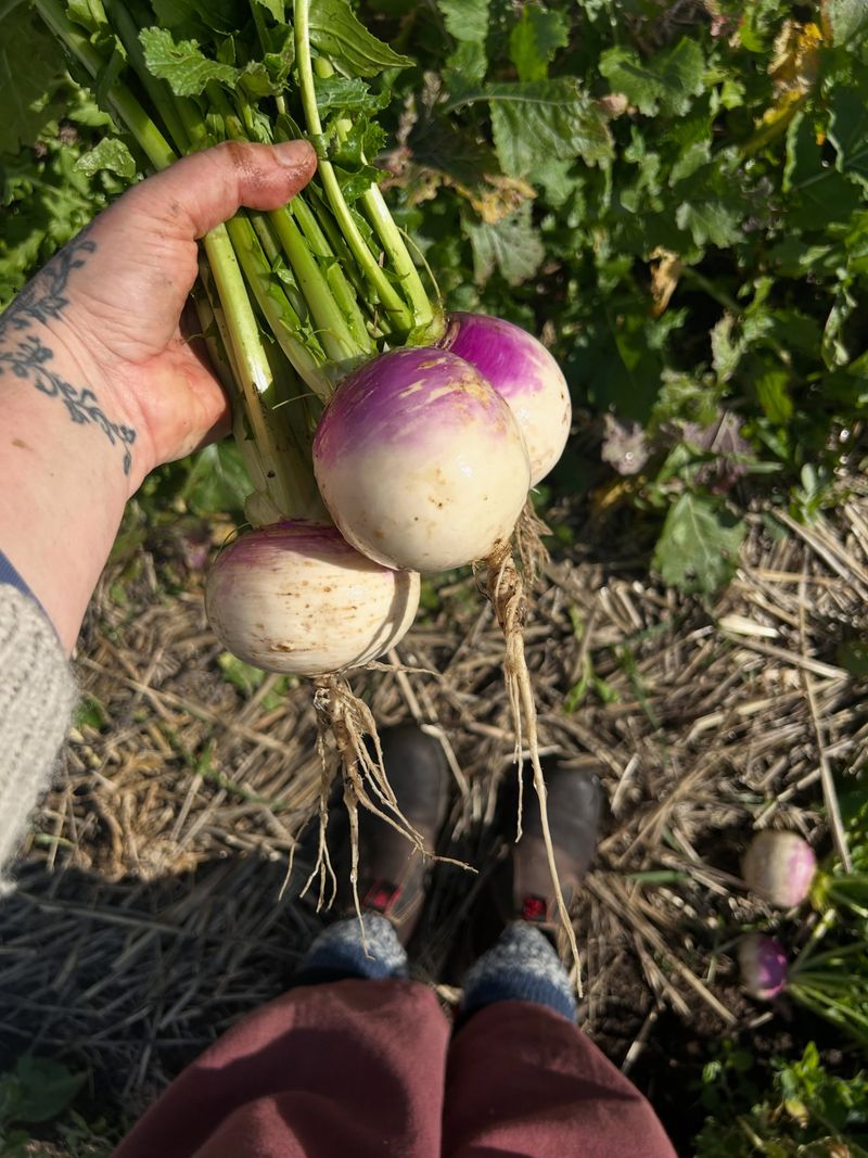 Turnips Turnips
