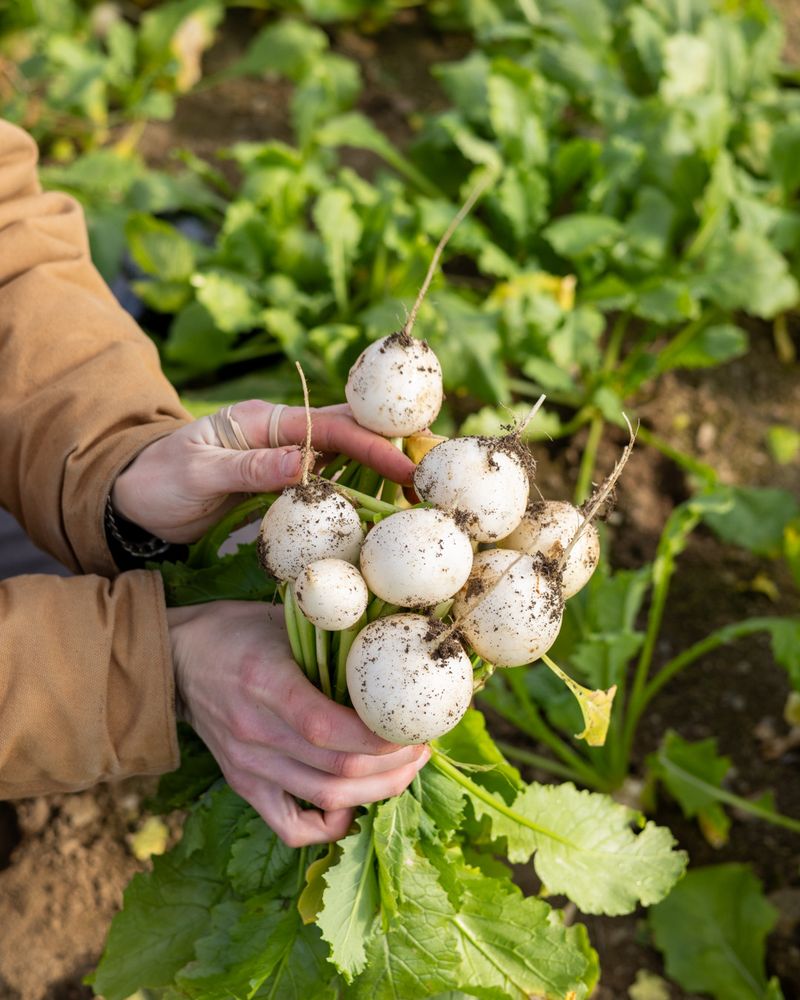 Turnips Turnips