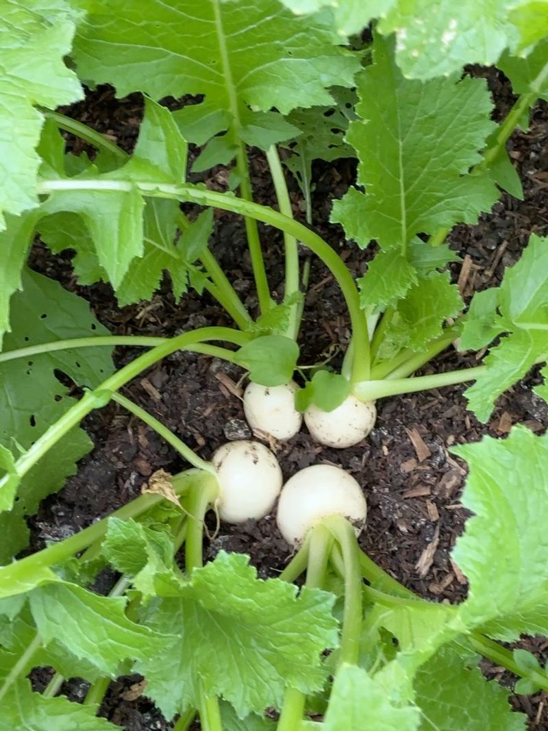 Turnips Are Fast Enough To Plant Again Turnips Are Fast Enough To Plant Again