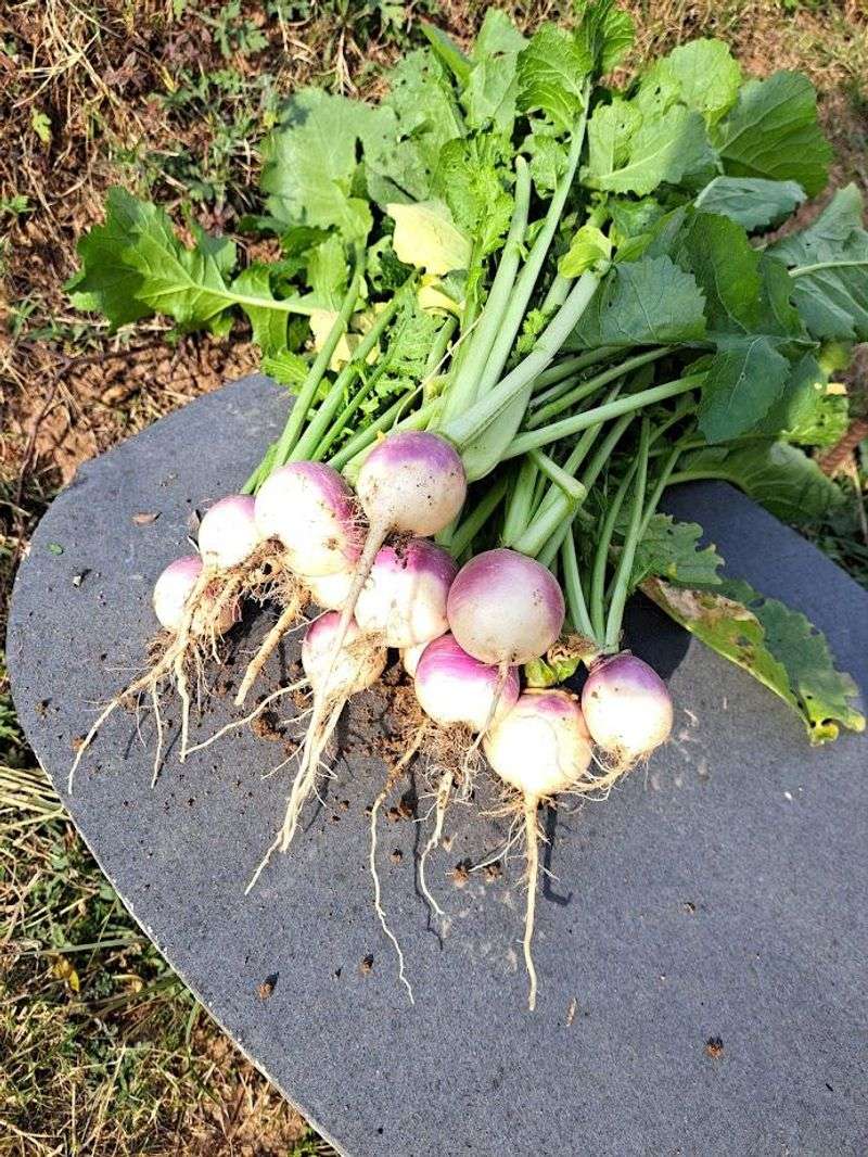 Turnips Deliver Tender Roots And Leafy Tops Turnips Deliver Tender Roots And Leafy Tops