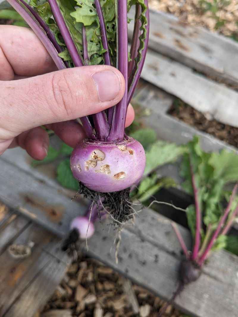 Turnips Get Milder In Cooler Weather