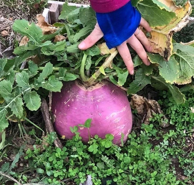 Turnips Giving You Greens And Roots In One Crop Turnips Giving You Greens And Roots In One Crop