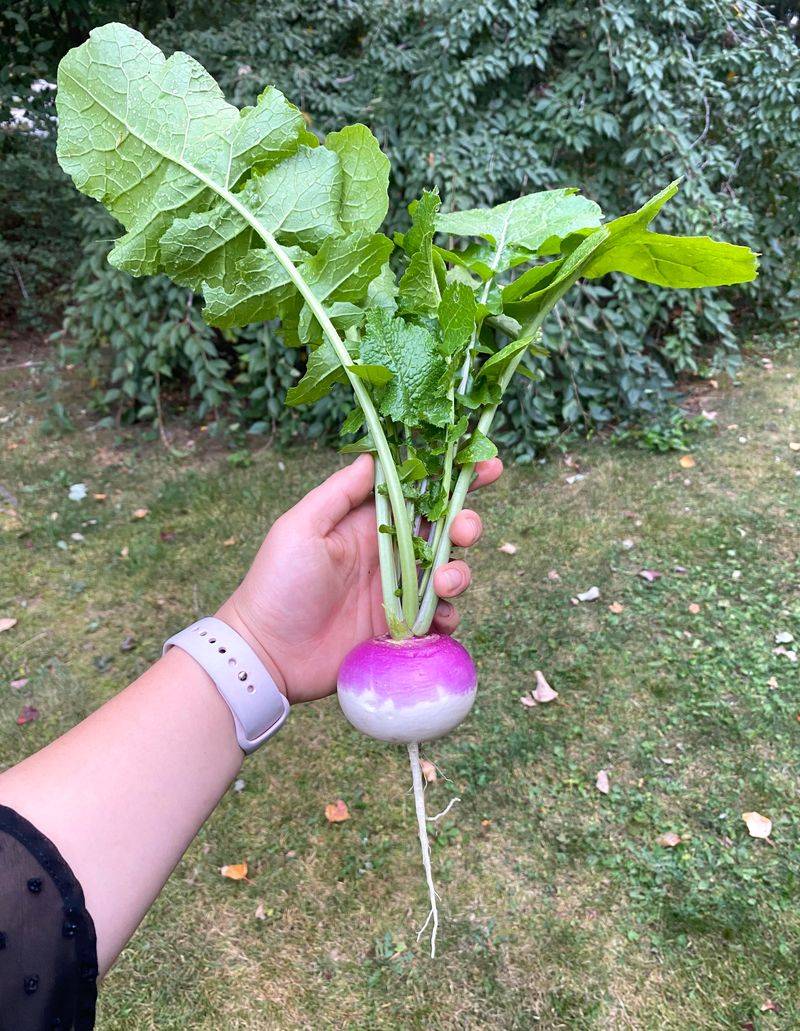 Turnips Handle Cooling Nights Turnips Handle Cooling Nights