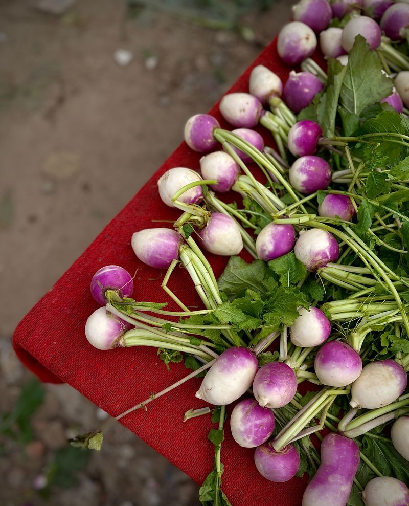 Turnips Handle Light Frost With Ease Turnips Handle Light Frost With Ease