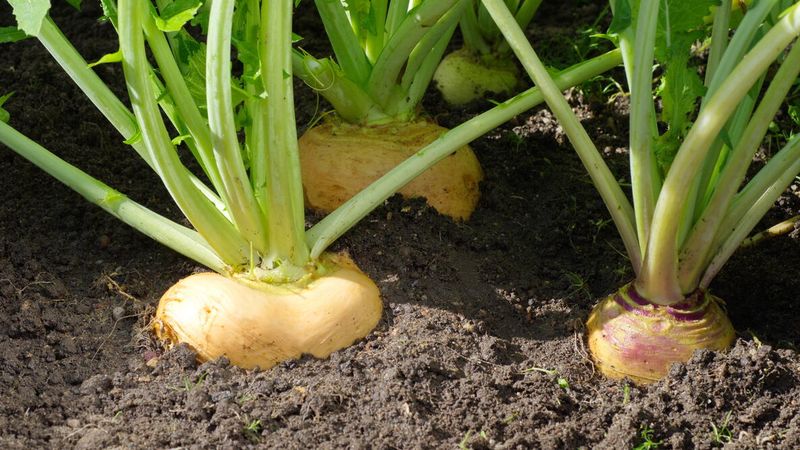 Turnips Still Have Time To Produce A Fall Crop