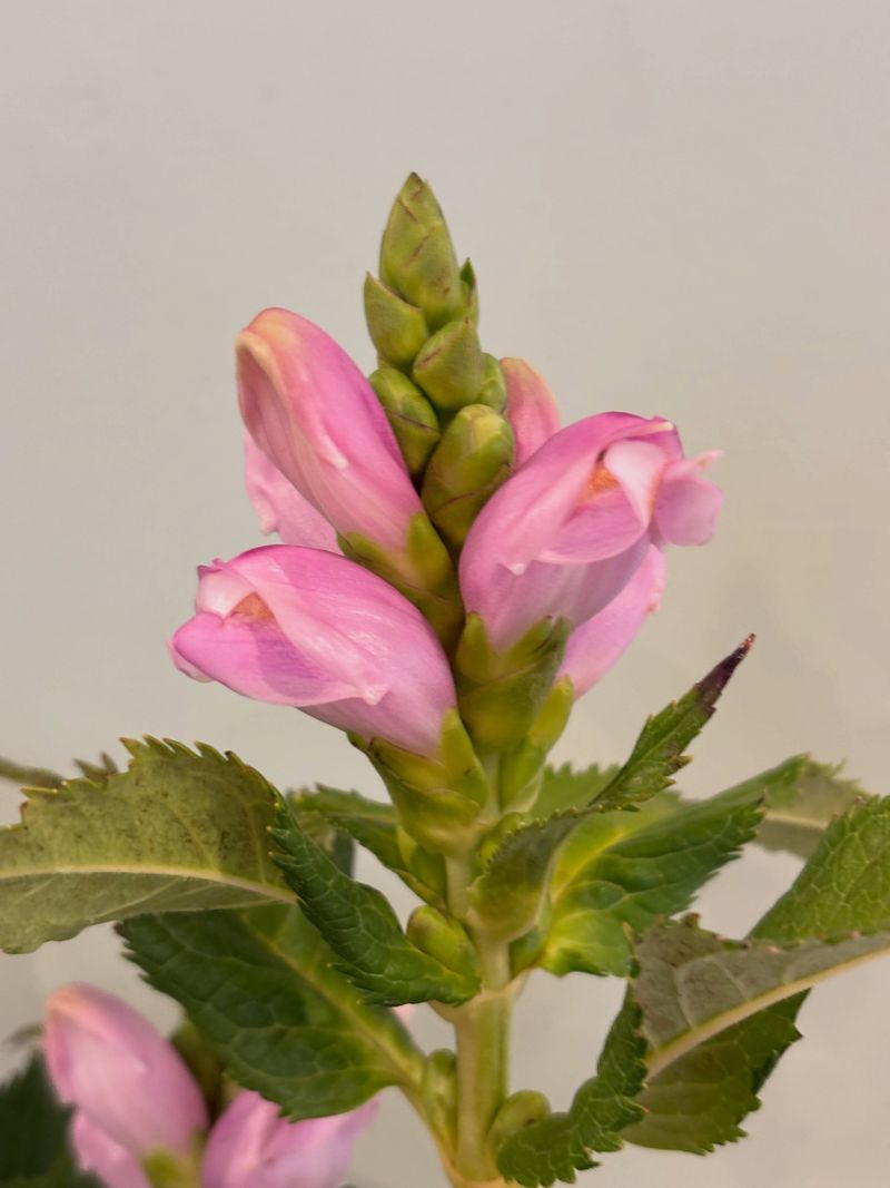 Turtlehead