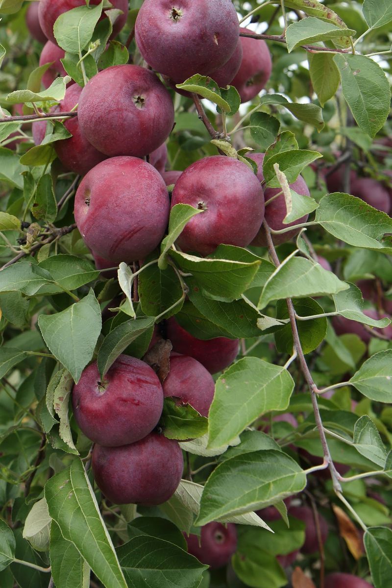 Tuttle Orchards, Greenfield