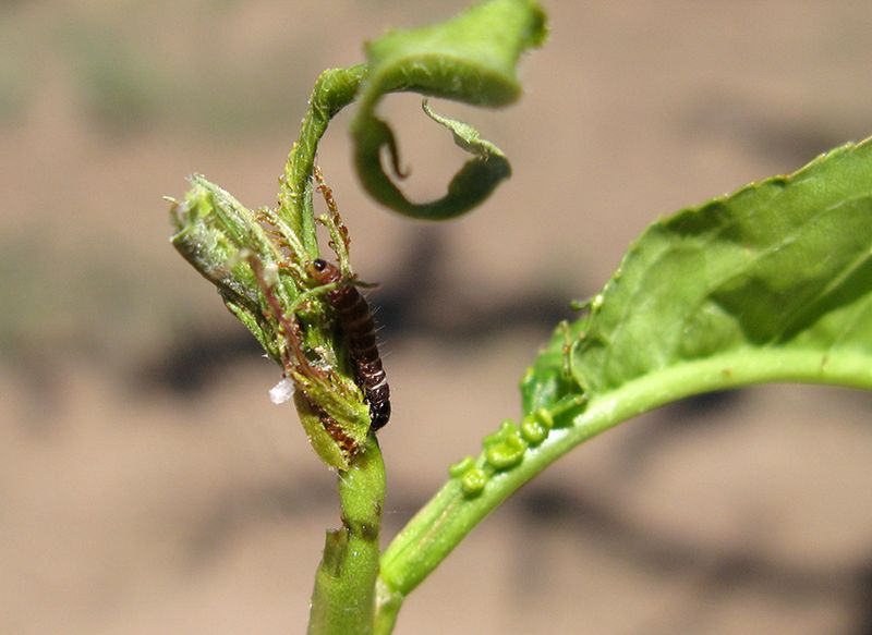 Twig Borer Caterpillars Cause Branch Ends To Wither 