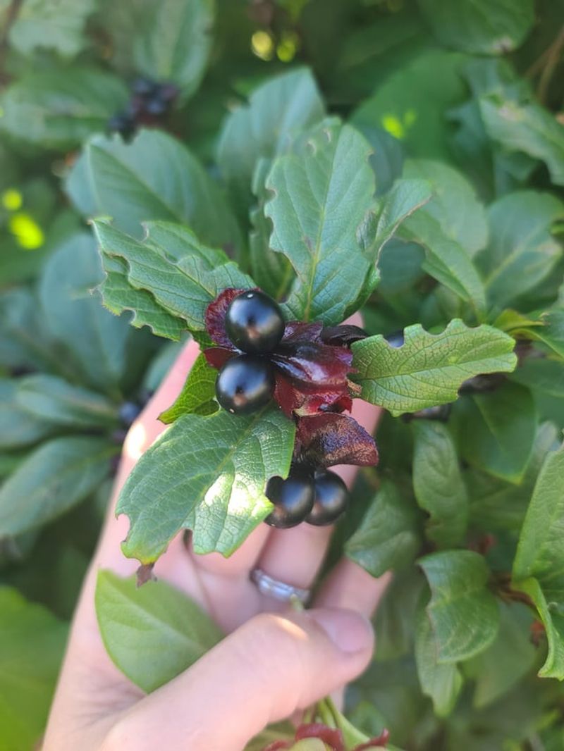 Twinberry Honeysuckle Can Be Cut Back After Fruit Drops